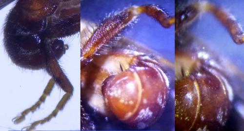 Myopa pellucida